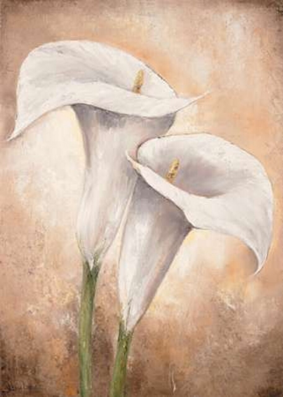 Calla Lilly II Poster Print by Lenna Lotus - Item # VARPDXMLV450